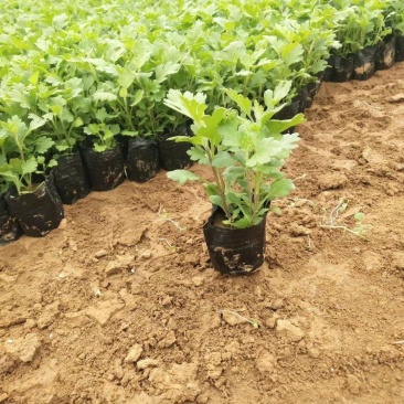地被菊种植基地地被菊基地直销60万地被菊处理