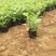 地被菊种植基地地被菊基地直销60万地被菊处理