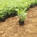 地被菊种植基地地被菊基地直销60万地被菊处理