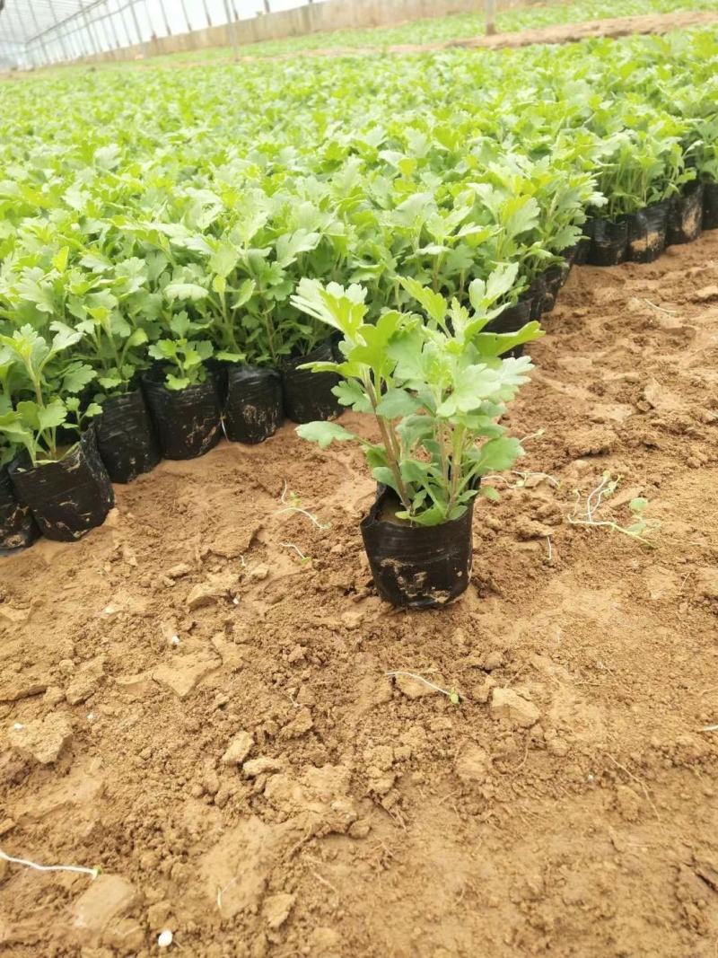地被菊种植基地地被菊基地直销60万地被菊处理