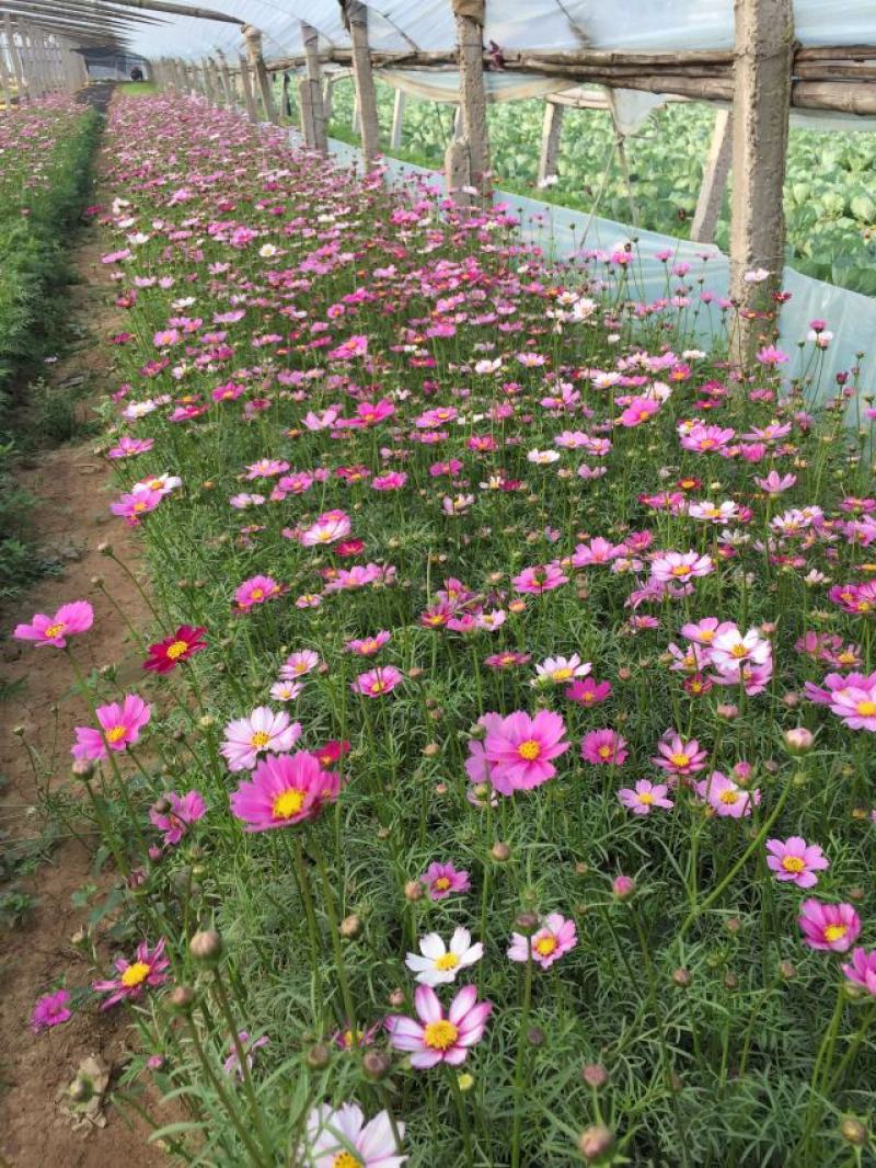 波斯菊自产自销青州营养钵波斯菊800万波斯菊处理