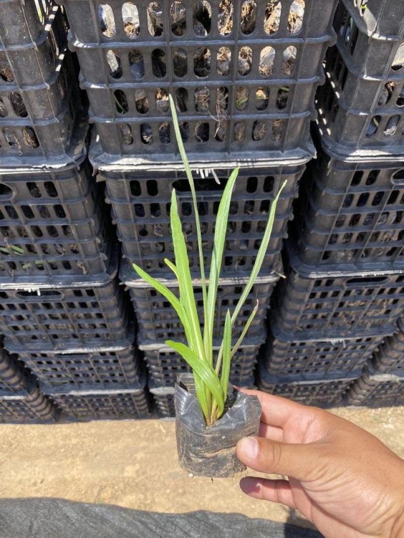 蛇鞭菊青州种植基地蛇鞭菊自产自销600万蛇鞭菊处理