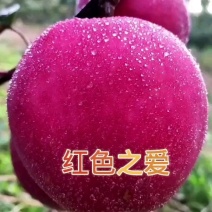由瑞士引进新品种，红色之爱，又名红肉苹果，含花青素高