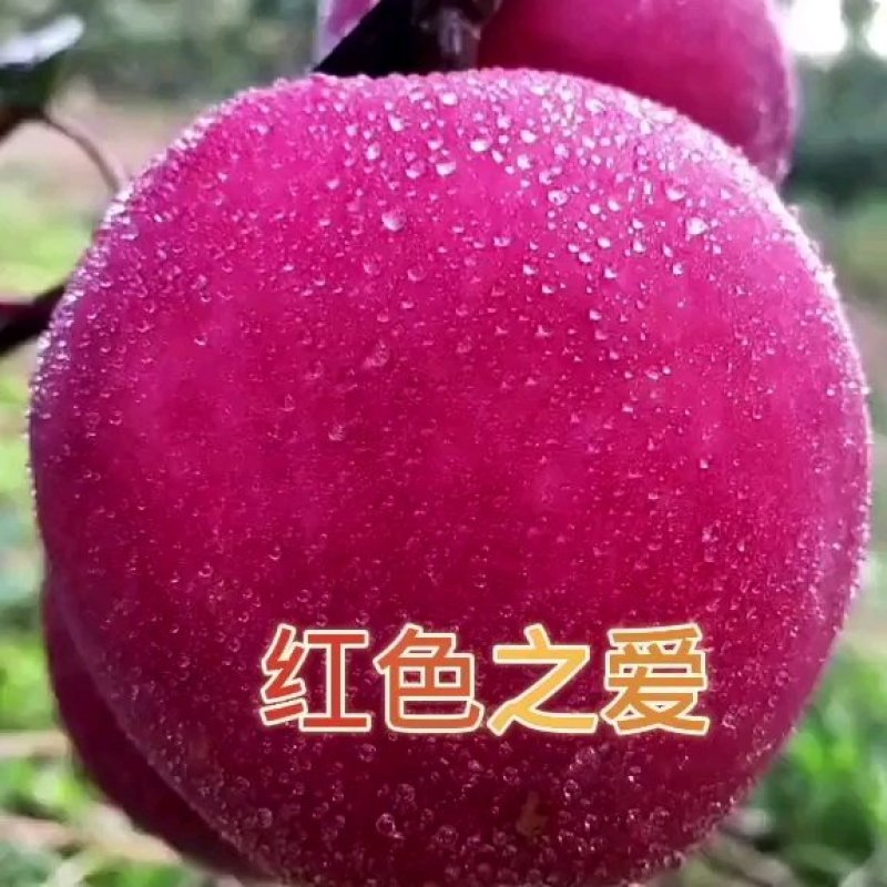 由瑞士引进新品种，红色之爱，又名红肉苹果，含花青素高