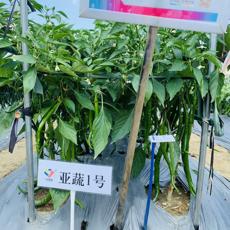 亚蔬一号长线椒种子特长条椒种子耐高温高湿早熟辣味香浓