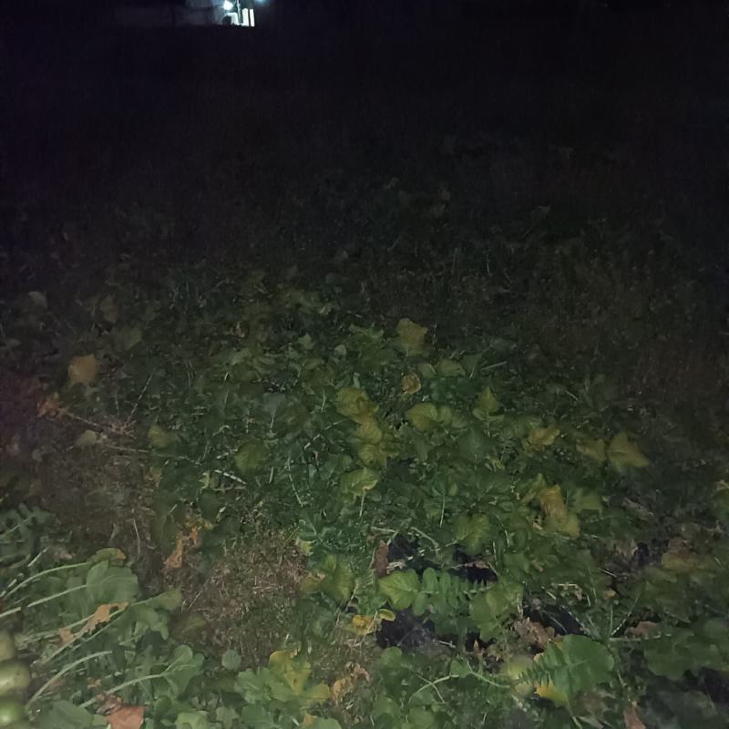 水果萝卜，产地直销，颜色清秀，量大从优，个头均匀