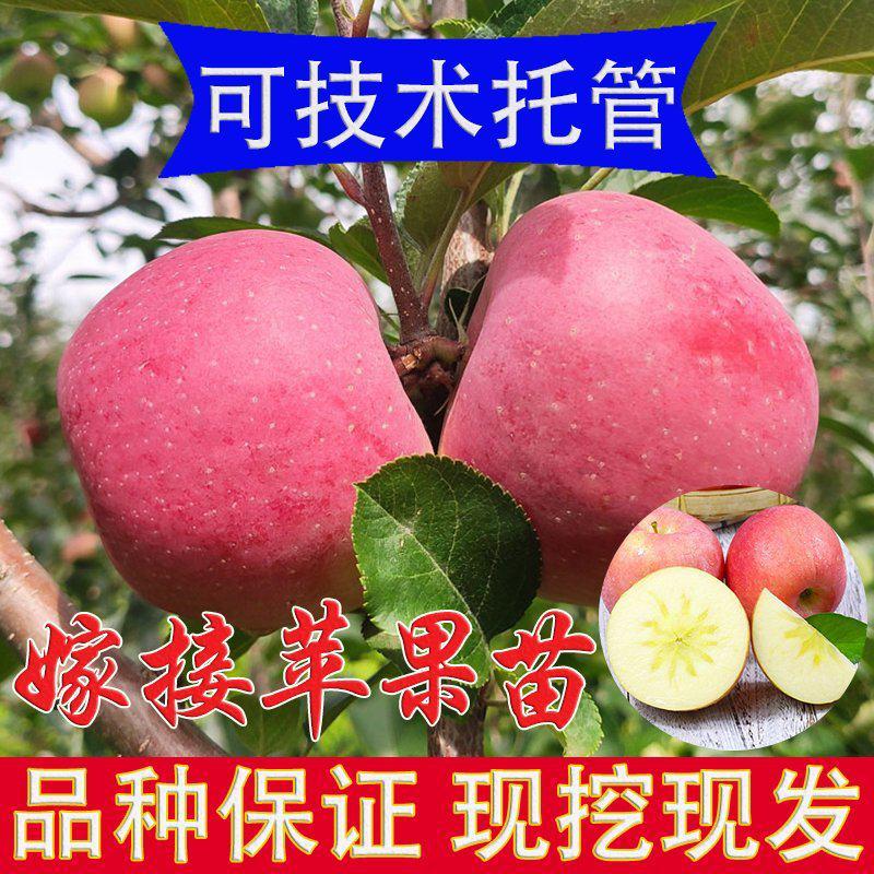 苹果树苗红富士嫁接苹果苗冰糖心苹果树苗盆栽地栽苹果树当年