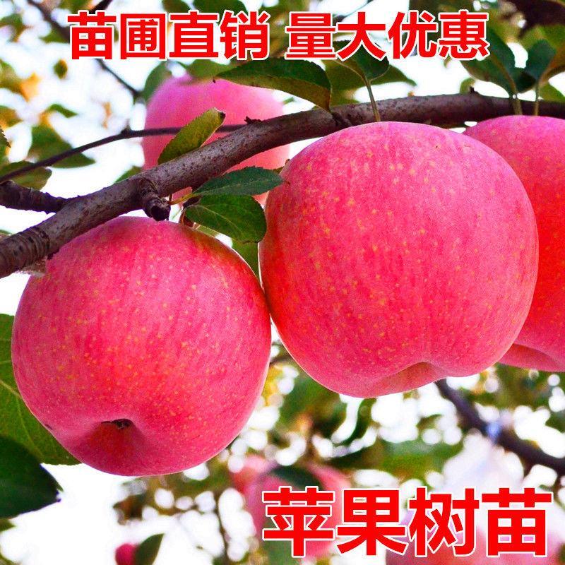 苹果树苗红富士嫁接苹果苗冰糖心苹果树苗盆栽地栽苹果树当年