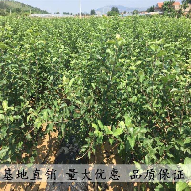 苹果树苗红富士嫁接苹果苗冰糖心苹果树苗盆栽地栽苹果树