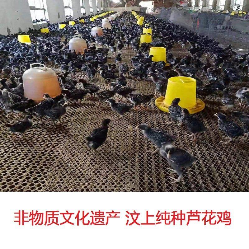 山东汶上纯种芦花鸡鸡苗土鸡苗包养殖技术