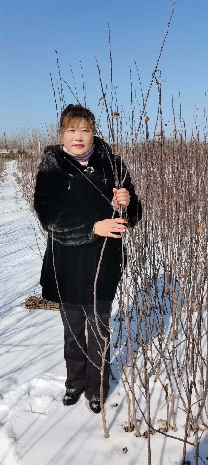 由瑞士引进新品种，红色之爱，又名红肉苹果，含花青素高