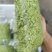 新鲜青麦仁青麦粒
