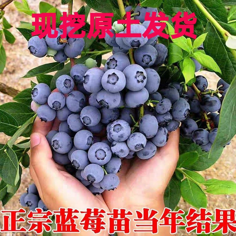 蓝莓树苗盆栽地栽带土阳台南方北方种植当年结果耐寒蓝莓果树