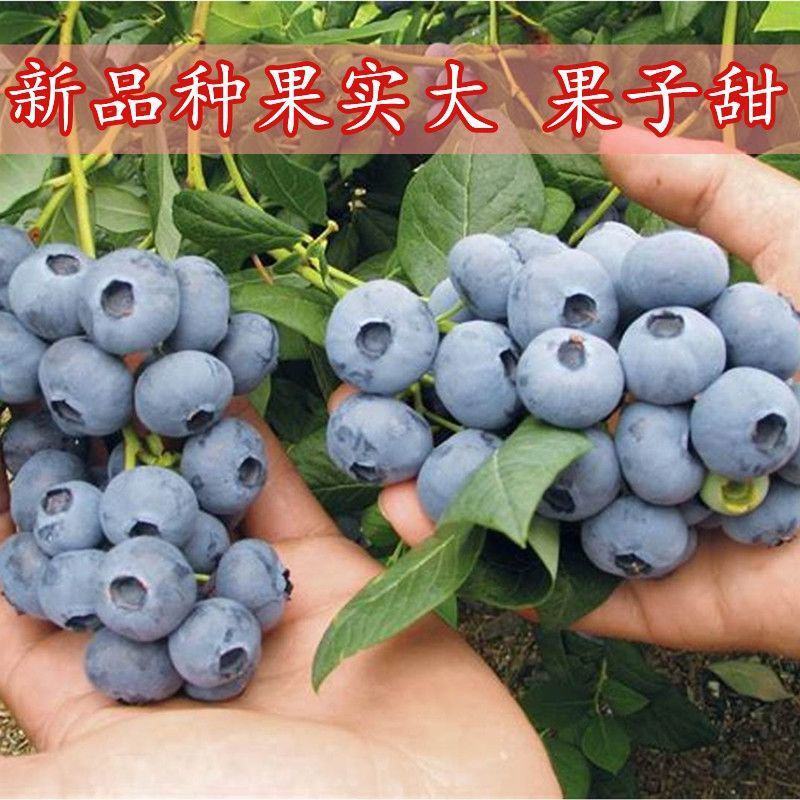 蓝莓树苗盆栽地栽带土阳台南方北方种植当年结果耐寒蓝莓果树