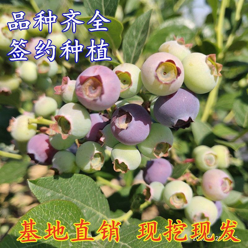 蓝莓树苗盆栽地栽带土阳台南方北方种植当年结果耐寒蓝莓果树
