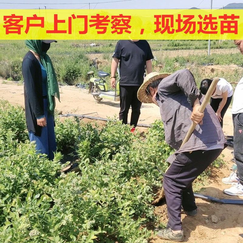 蓝莓树苗盆栽地栽带土阳台南方北方种植当年结果耐寒蓝莓果树