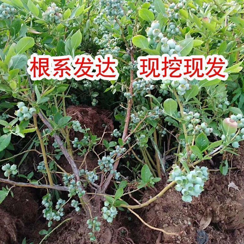 蓝莓树苗盆栽地栽带土阳台南方北方种植当年结果耐寒蓝莓果树