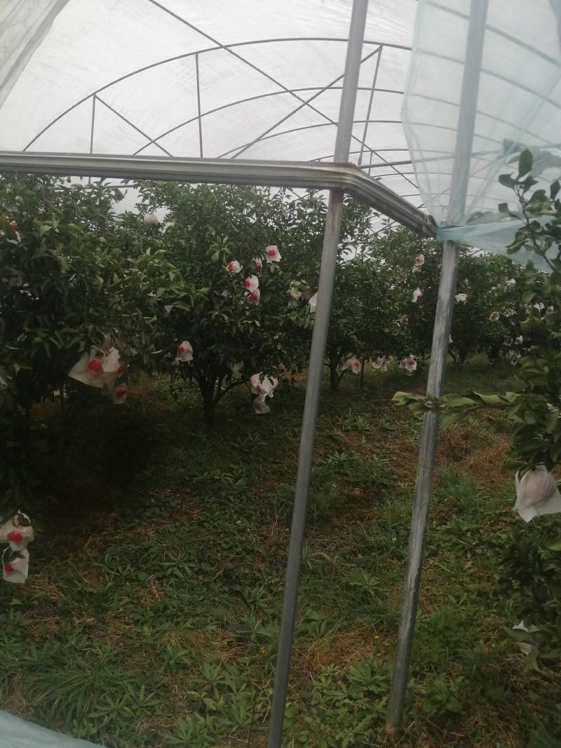四川咪咪甜耙耙柑大量出货中，支持一件代发。