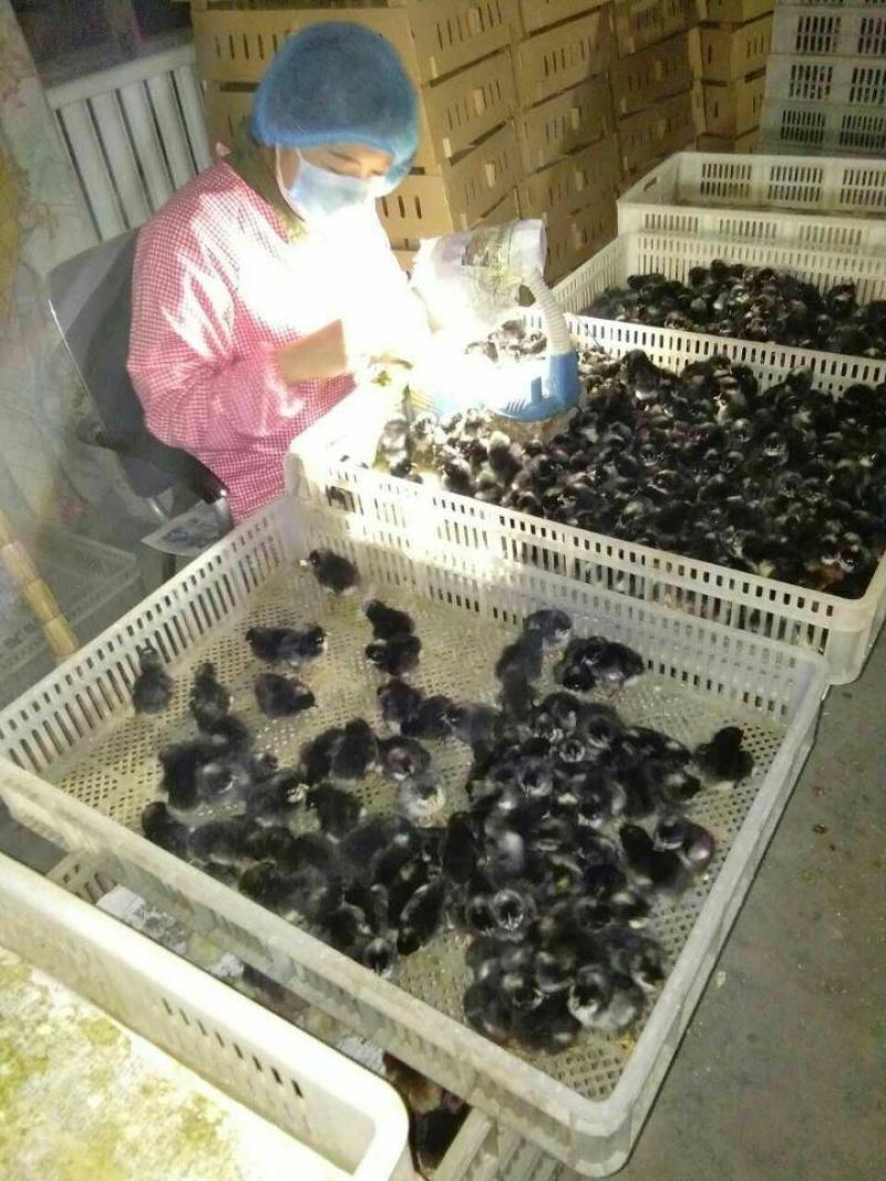 山东汶上纯种芦花鸡苗小苗包活包养殖技术