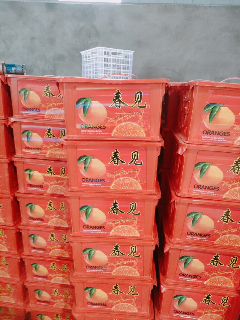 蒲江春见柑橘耙耙柑，商品果，高次果，平台货，全国配货