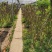 爬藤攀援植物凌霄花盆栽棚架绿化1/2/3/4/5公分价格