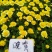 实力供货开封菊花，国庆小菊，菊花苗，晚期千头菊小菊品种