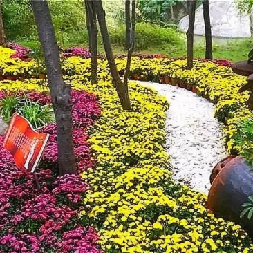 实力供货开封菊花，国庆小菊，菊花苗，晚期千头菊小菊品种