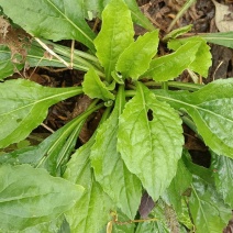 三叶紫菀，三脉叶马兰、山白菊、白升麻、山雪花、鸡儿肠。