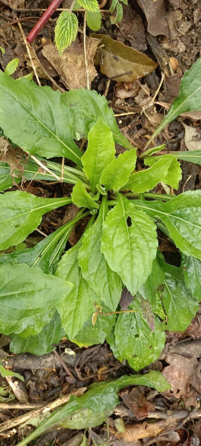 三叶紫菀，三脉叶马兰、山白菊、白升麻、山雪花、鸡儿肠。