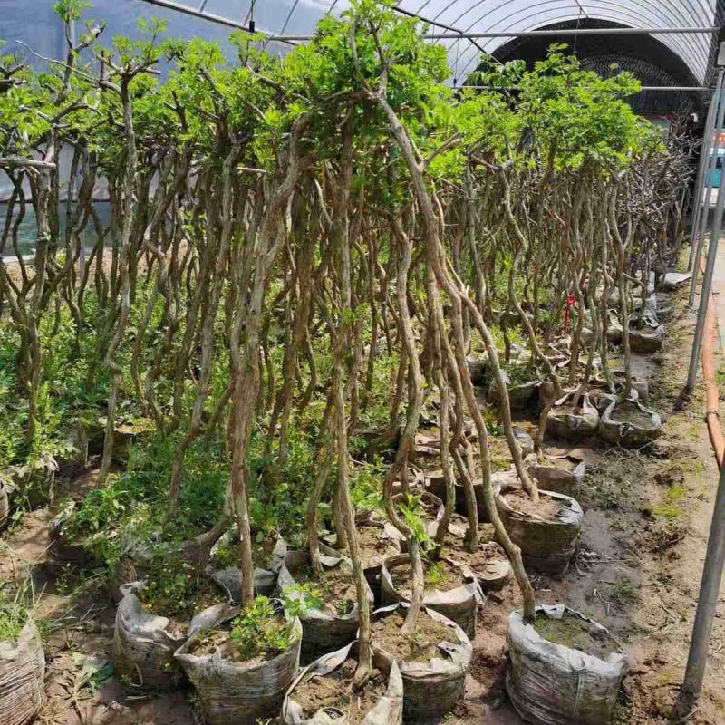 凌霄花盆栽1/2/3/5公分价格凌霄爬藤攀援植物棚架绿化