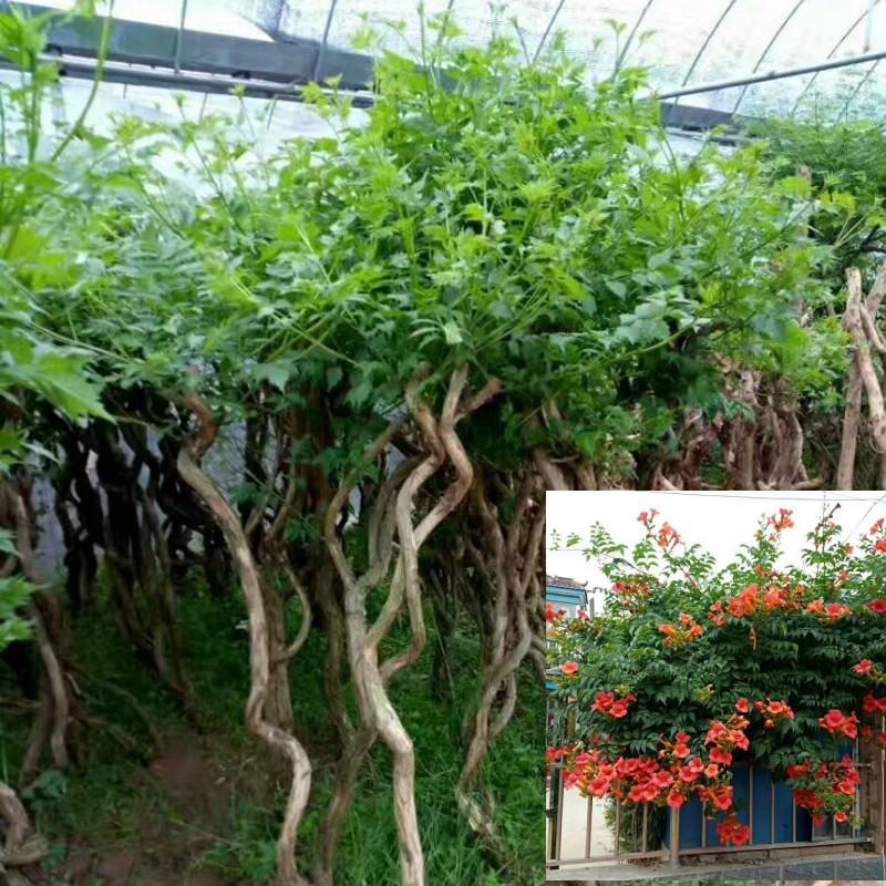 凌霄花盆栽1/2/3/5公分价格凌霄爬藤攀援植物棚架绿化