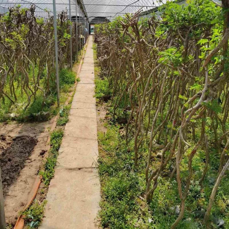 凌霄花盆栽1/2/3/5公分价格凌霄爬藤攀援植物棚架绿化