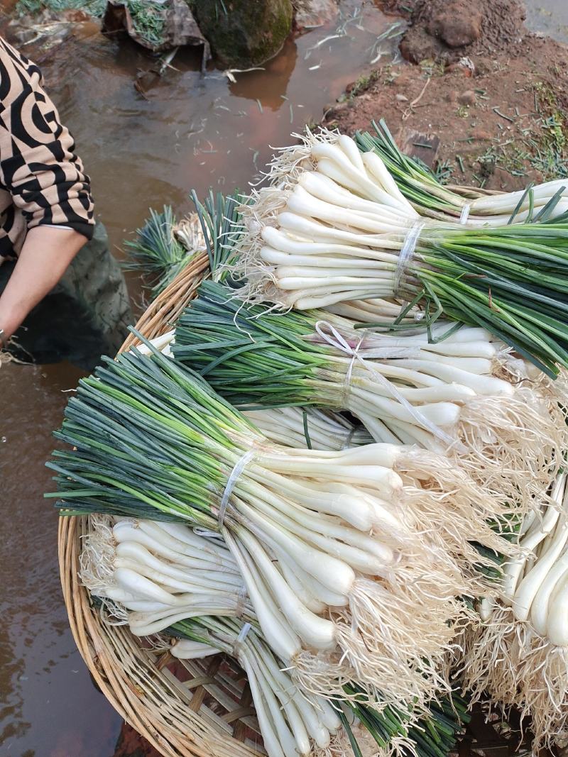 马家特产藠头大量上市