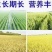 自产自销五常稻花香稻谷，现加工大米