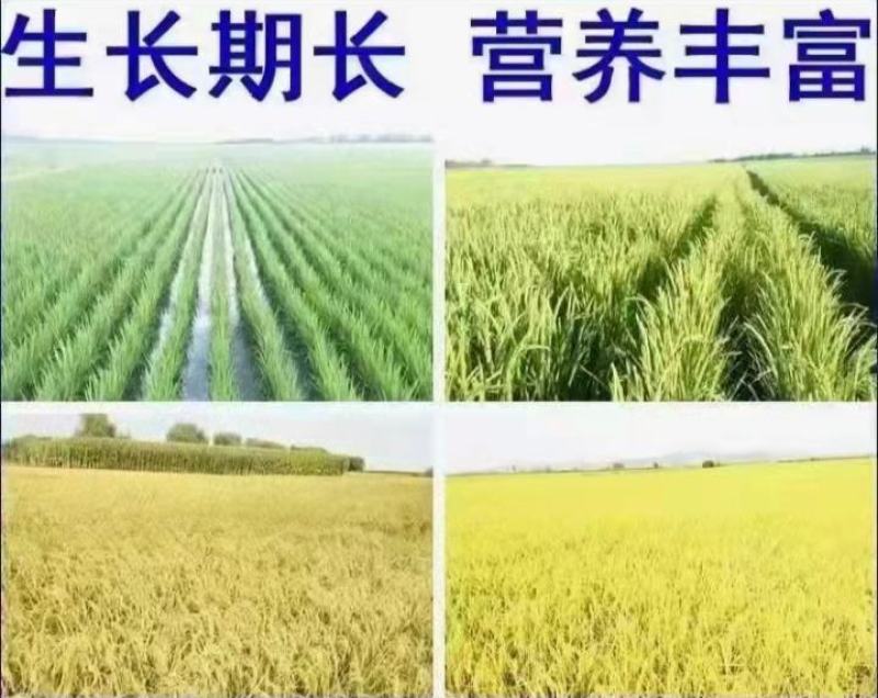 自产自销五常稻花香稻谷，现加工大米