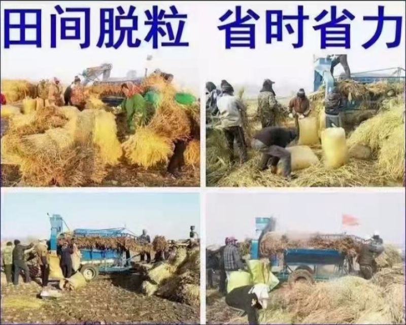 自产自销五常稻花香稻谷，现加工大米