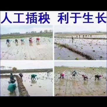 自产自销五常稻花香稻谷，现加工大米