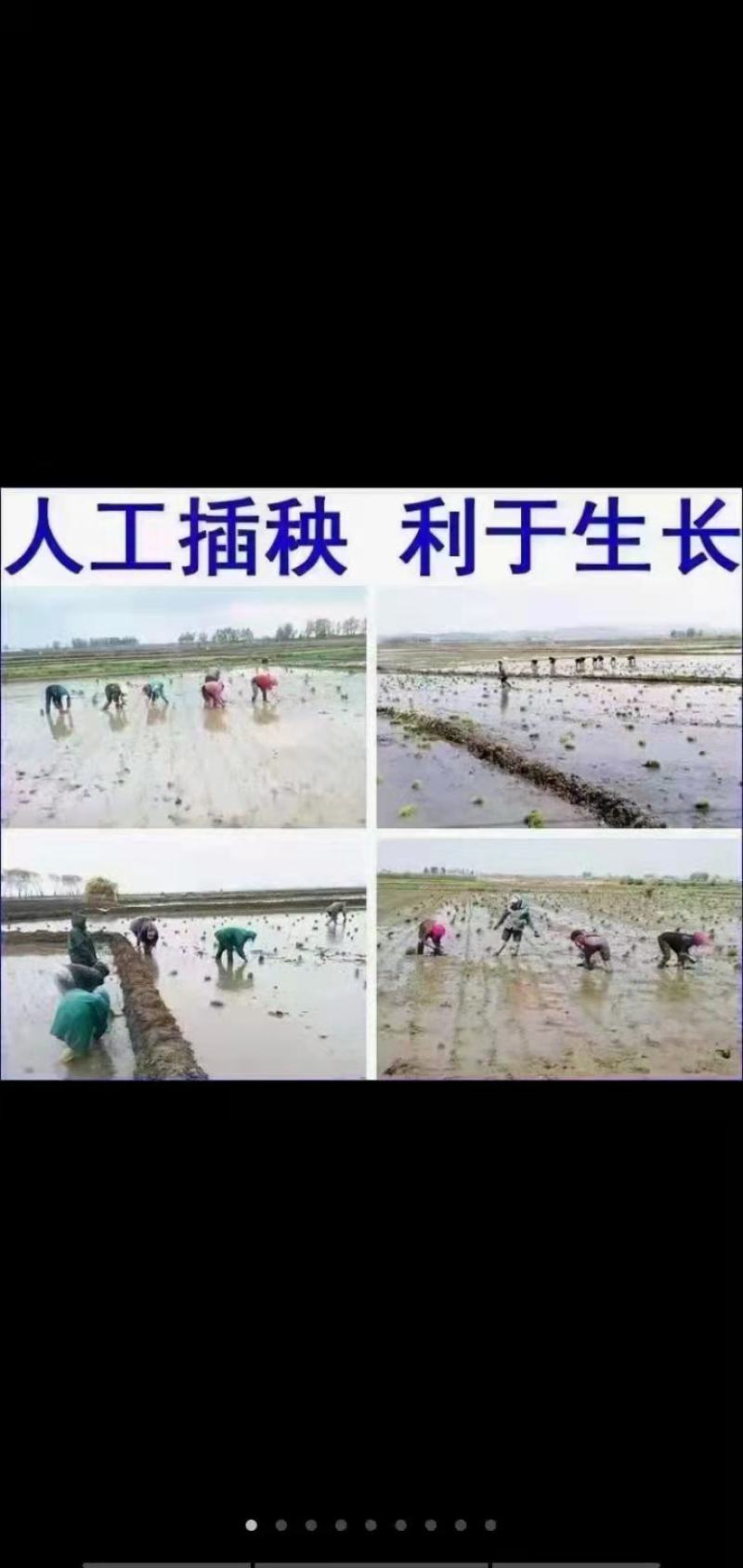 自产自销五常稻花香稻谷，现加工大米