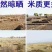 自产自销五常稻花香稻谷，现加工大米