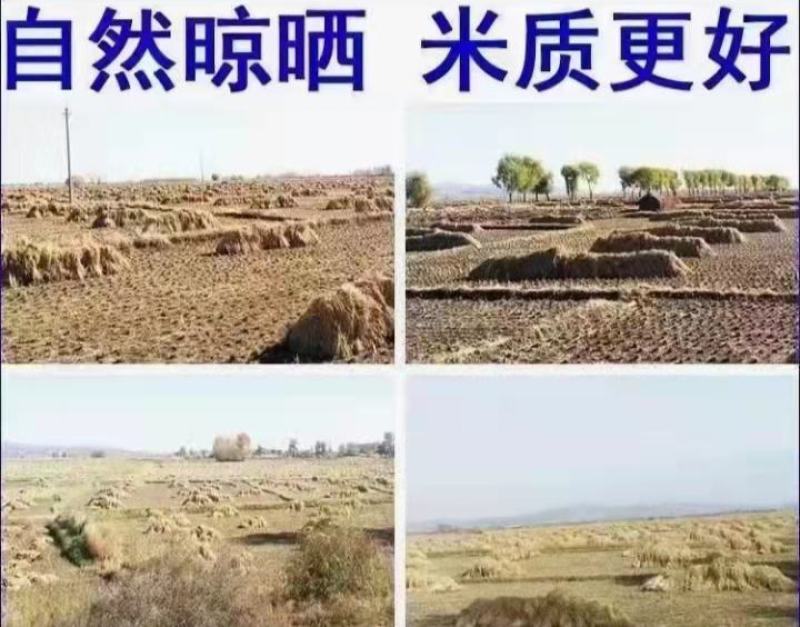 自产自销五常稻花香稻谷，现加工大米
