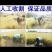 自产自销五常稻花香稻谷，现加工大米