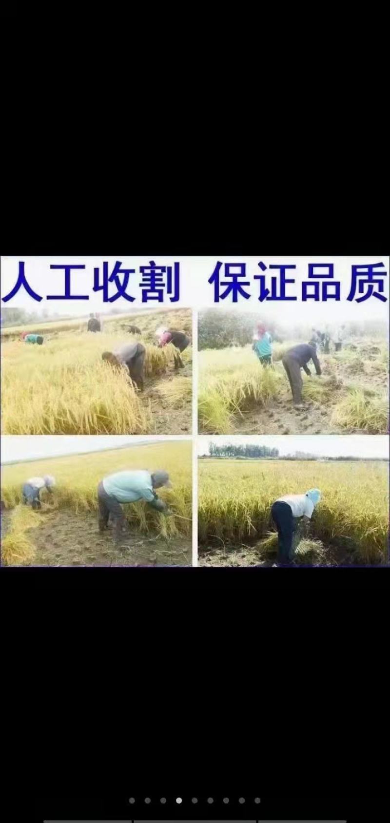 自产自销五常稻花香稻谷，现加工大米