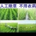 自产自销五常稻花香稻谷，现加工大米