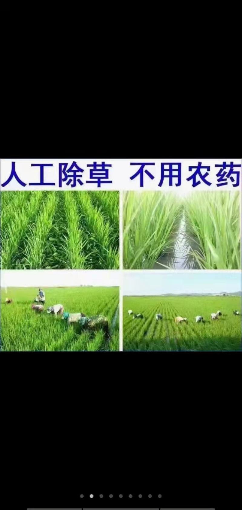 自产自销五常稻花香稻谷，现加工大米