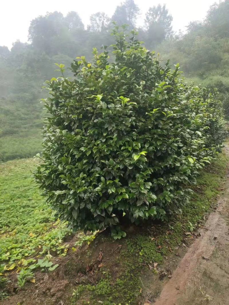 茶花，四级茶花，高杆茶花，高县罗场镇蜀兴苗木苗圃