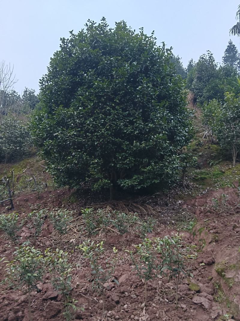 茶花，四级茶花，高杆茶花，高县罗场镇蜀兴苗木苗圃