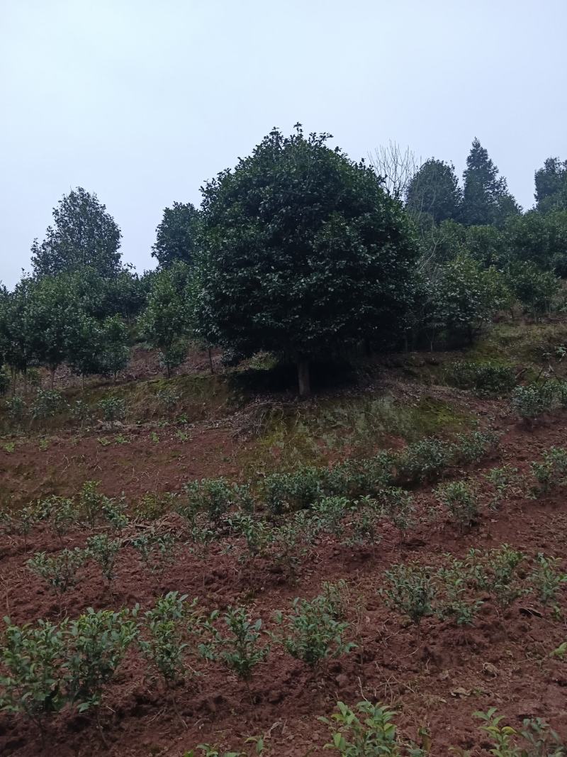 四川宜宾茶花山茶花茶花树茶花小苗高县种植基地技术指导