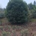 四川宜宾茶花山茶花茶花树茶花小苗高县种植基地技术指导