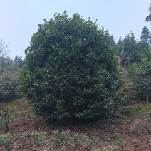 茶花，四级茶花，高杆茶花，高县罗场镇蜀兴苗木苗圃