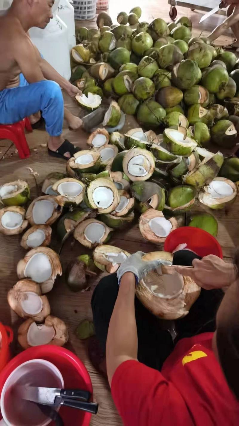 椰子水海南椰青水价格美丽保质保量量大从优